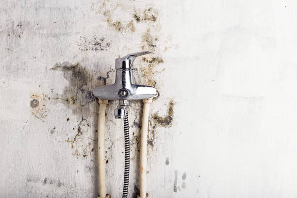 Trusted Norton, KS Mold Removal Experts