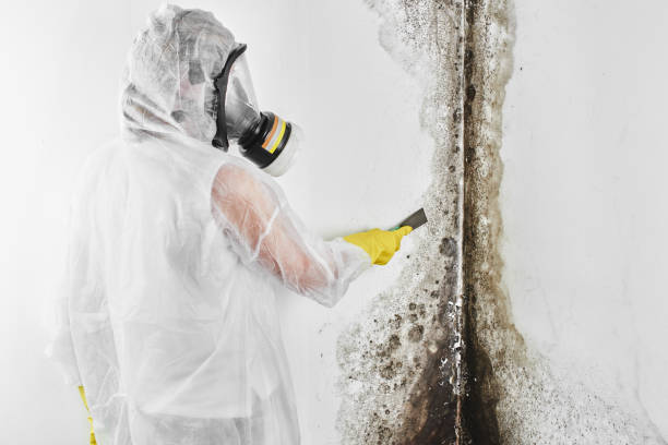 Best Mold Inspection  in Norton, KS
