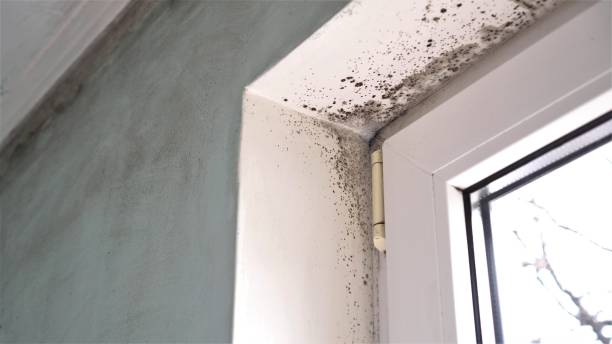 Best Same-Day Mold Removal  in Norton, KS