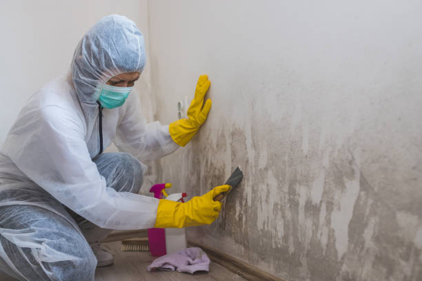 Best Office Mold Removal Services  in Norton, KS