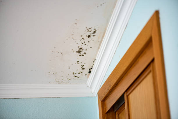 Office Mold Removal Services in Norton, KS