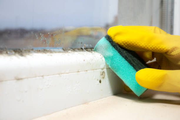 Best Mold Removal and Inspection  in Norton, KS