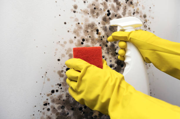 Best Same-Day Mold Removal  in Norton, KS