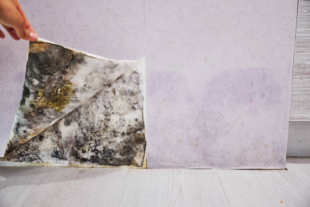 Mold Removal and Inspection in Norton, KS